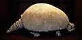 Gliptodonte (Glyptodon clavipes), um xenartro