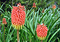 * Nomination Kniphofia galpinii--Citron 09:28, 15 August 2013 (UTC) * Promotion  Support --A.Savin 09:55, 15 August 2013 (UTC)