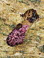 * Nomination Chondrostereum purpureum. It Wikelslân.-- Famberhorst 16:12, 21 December 2013 (UTC) * Promotion Good quality. --NorbertNagel 16:09, 22 December 2013 (UTC)