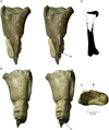 Femur of "Suciasaurus rex"