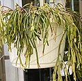 Rhipsalis clavata forma clavata