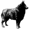 Schipperke