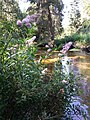 Next to Kamp river, district Zwettl, Lower Austria