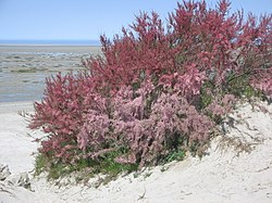 Kukkiva ranskantamariski eli galliantamariski (Tamarix gallica).