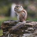 Tamias sibiricus barberi