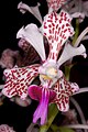 Vanda tricolor