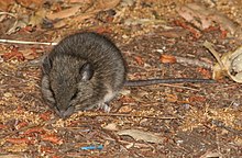 California deermouse