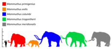 Colored silhouette of a Columbian mammoth (blue), relative in size to a human and past and present elephants