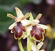 Ophrys × apicula