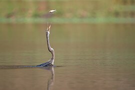 Oriental Darter with fish, Nepal