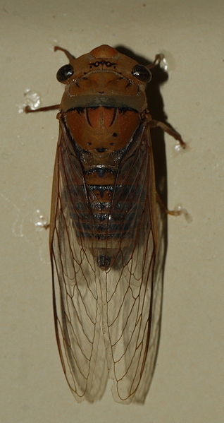 File:AustralianMuseum cicada specimen 61.JPG