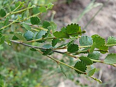 Betula-nana-1020868.jpg