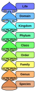 Biological classification L Pengo vflip.svg