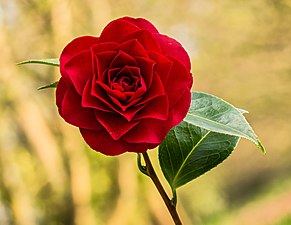 Fleur de Camellia × williamsii 'Roger Hall'. Avril 2021.