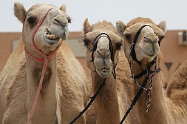 Dromedaries at the city's Camel Market. The camel is important to the cultures of Arabia, the Middle East, and elsewhere.[79]