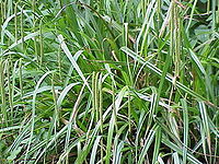 Carex pendula