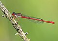 Ceriagrion tenellum