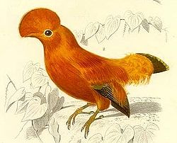 Oranssiharjakotinga (Rupicola rupicola)