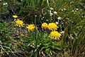 Crepis chrysantha