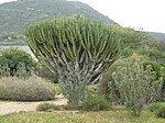 6. Euphorbia ingens (kandelaberträd) i Worchester i Sydafrika.