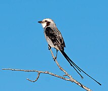 Gubernetes yetapa -Piraju, Sao Paulo, Brazil-8.jpg