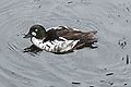 ♀ Bucephala clangula Common goldeneye