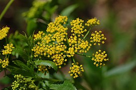 Golden Alexanders Zizia aurea Flowers 3008px.JPG