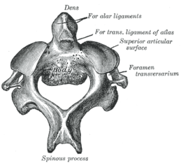 Tweede halswervel, of epistropheus bovenaanzicht