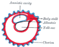 Diagrama que ilustra a formación inicial do alantoide e a diferenciación do talo corporal.