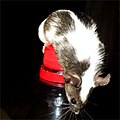 Pet mouse climbing on a soda bottle.