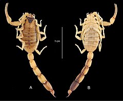 Description de l'image Physoctonus amazonicus (10.3897-zookeys.711.20187) Figure 4.jpg.