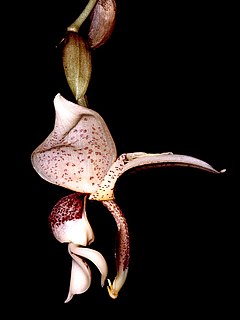 Stanhopea insignis