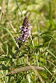 * Nomination Marsh Woundwort (Stachys palustris), Wittgensdorf, Germany --LC-de 23:23, 13 August 2013 (UTC) * Promotion  Support OK --Christian Ferrer 22:00, 16 August 2013 (UTC)