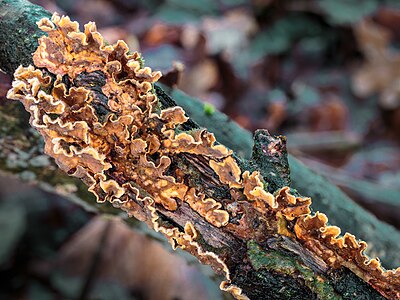 Trametes versicolor (Elfenbankje)