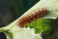 Spilosoma canescens