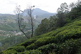 Nuwara Eliya – Veduta