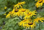 Thumbnail for File:Telekia speciosa - Heartleaf oxeye 07.jpg