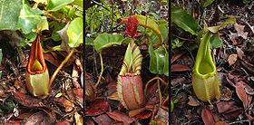 Nepenthes veitchii