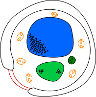 Yeast cell