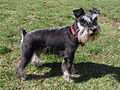 Schnauzer (miniature)