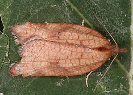 Acleris