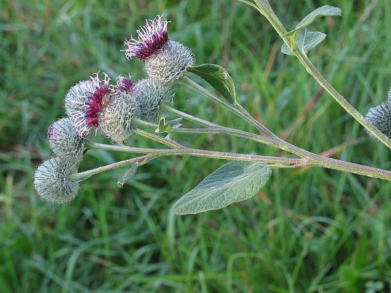 File:Arctium tomentosum 2 RF.jpg