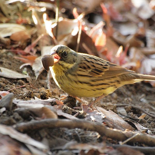 File:Black-faced Bunting with an acorn.jpg