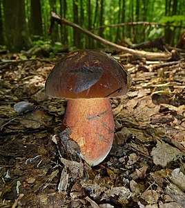 Boletus erythropus (Dotted Stem Bolete)