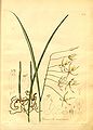 Brassavola martiana plate 104 (as Brassavola amazonica) in: Pöppig, Bauer, Bogner, Endlicher,Hoffmeister: Nova genera ac species plantarum, quas in regno Chilensi Peruviano et in terra Amazonica, (1835-1845)