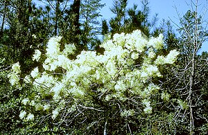 Chionanthus virginicus