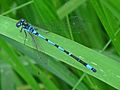 Coenagrion pulchellum