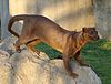 A Fossa photographed in the Valencia Bioparc