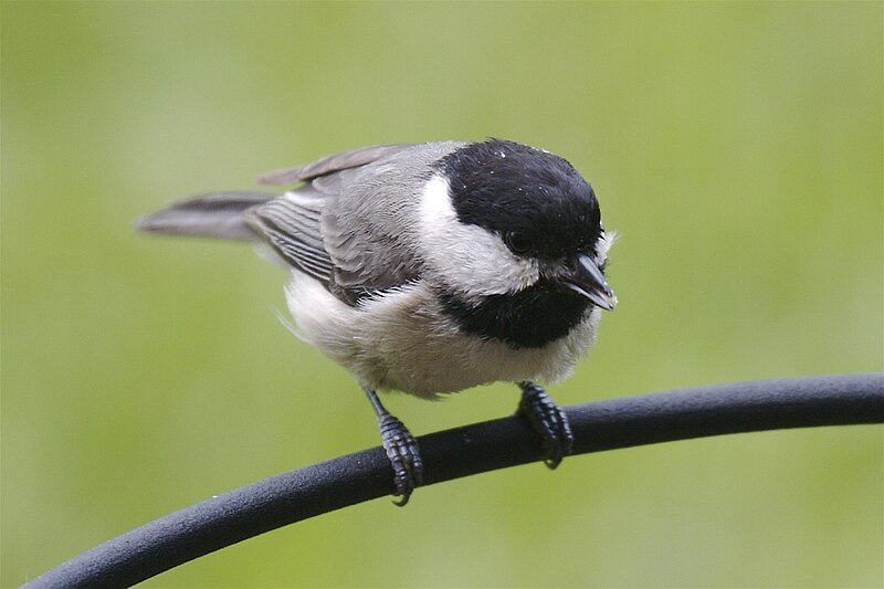 File:Finally, a Chickadee.jpg