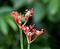 Flowers in Kolkata, West Bengal, India.